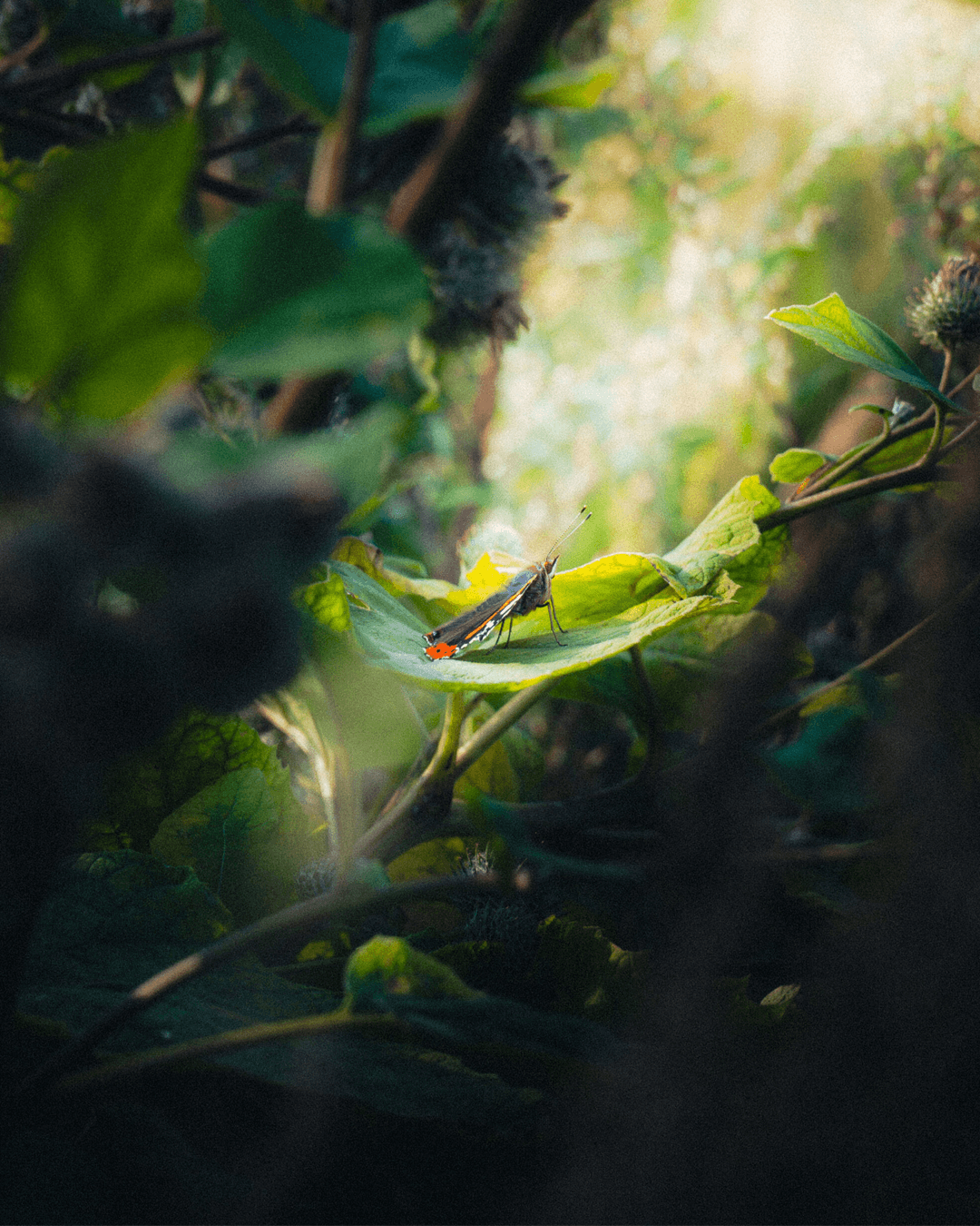 Jere Alanen portfolio